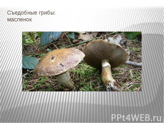 Съедобные грибы: масленок