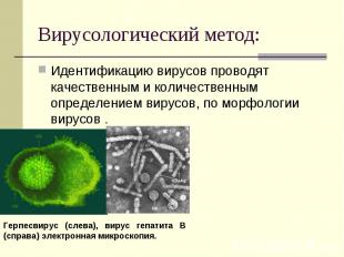 Вирусологический метод: Идентификацию вирусов проводят качественным и количестве