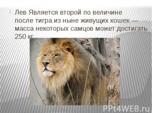 Лев&nbsp;Является второй по величине после&nbsp;тигра&nbsp;из ныне живущих кошек