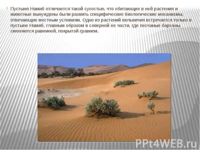 Пустыня Намиб отличается такой сухостью, что обитающие в ней растения и животные вынуждены были развить специфические биологические механизмы, отвечающие местным условиям. Одно из растений вельвичия встречается только в пустыне Намиб, главным образо…