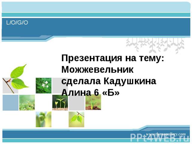 Презентация на тему: Можжевельник сделала Кадушкина Алина 6 «Б» www.themegallery.com