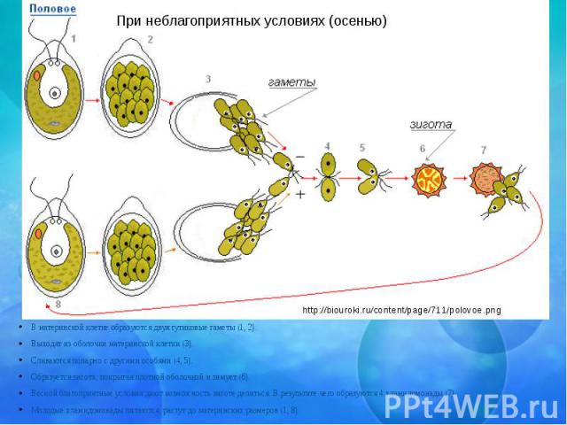 В материнской клетке образуются двужгутиковые гаметы (1, 2). Выходят из оболочки материнской клетки (3). Сливаются попарно с другими особями (4, 5). Образуется зигота, покрытая плотной оболочкой и зимует (6). Весной благоприятные условия дают возмож…