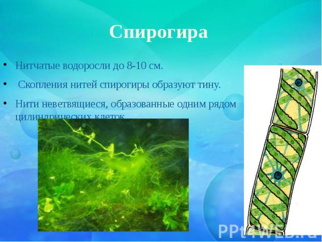 Спирогира Нитчатые водоросли до 8-10 см. Скопления нитей спирогиры образуют тину. Нити неветвящиеся, образованные одним рядом цилиндрических клеток.