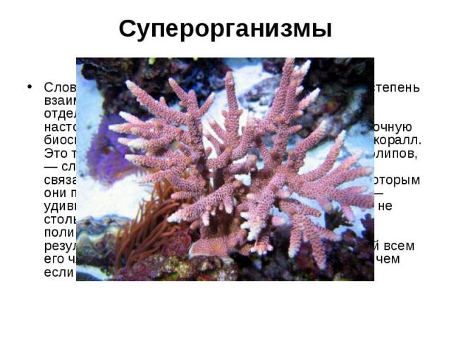 Слово «суперорганизм» означает самую высокую степень взаимодействия организмов в колонии. При этом отдельные особи взаимодействуют друг с другом настолько тесно, что образуют единую самодостаточную биосистему. Один из примеров суперорганизма — корал…
