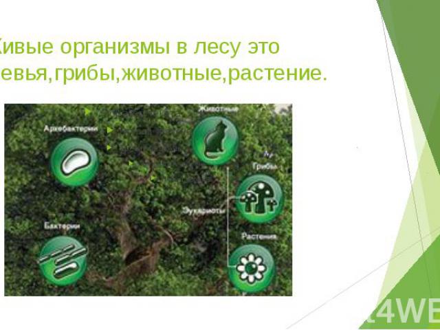 2.Живые организмы в лесу это деревья,грибы,животные,растение.