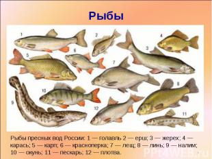 РыбыРыбы пресных вод России: 1 — голавль 2 — ерш; 3 — жерех; 4 — карась; 5 — кар