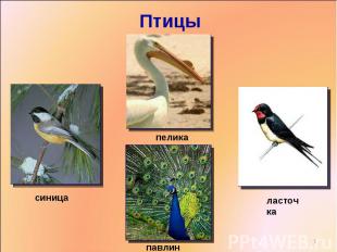 Птицы пеликансиницапавлинласточка