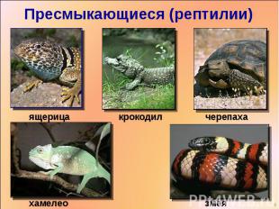 Пресмыкающиеся (рептилии) ящерицакрокодилчерепахахамелеонзмея