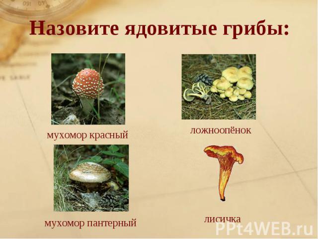 Назовите ядовитые грибы: мухомор красныйложноопёнокмухомор пантерныйлисичка