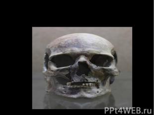 Археологические раскопки – череп древнего человека.