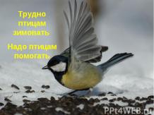 Зимующие птицы нашего края