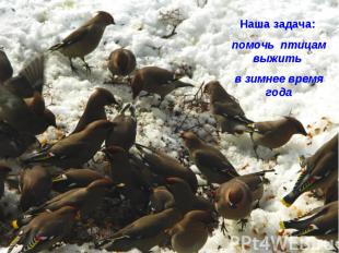 Наша задача: помочь птицам выжить в зимнее время года