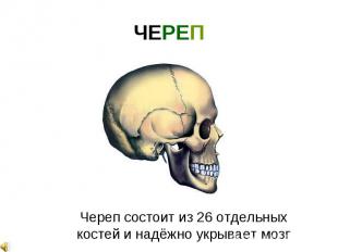 ЧЕРЕП Череп состоит из 26 отдельных костей и надёжно укрывает мозг