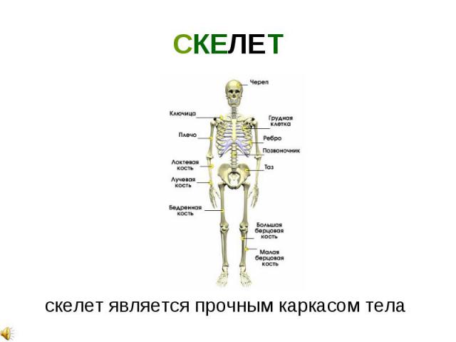 СКЕЛЕТ скелет является прочным каркасом тела