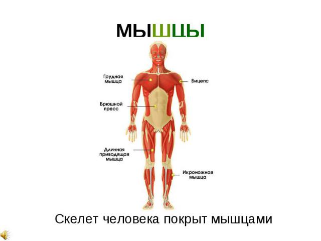 МЫШЦЫ Скелет человека покрыт мышцами