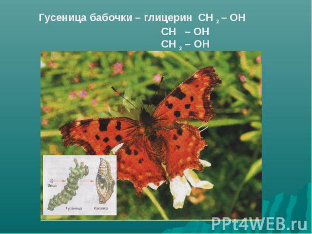Гусеница бабочки – глицерин СН 2 – ОН СН – ОН СН 2 – ОН