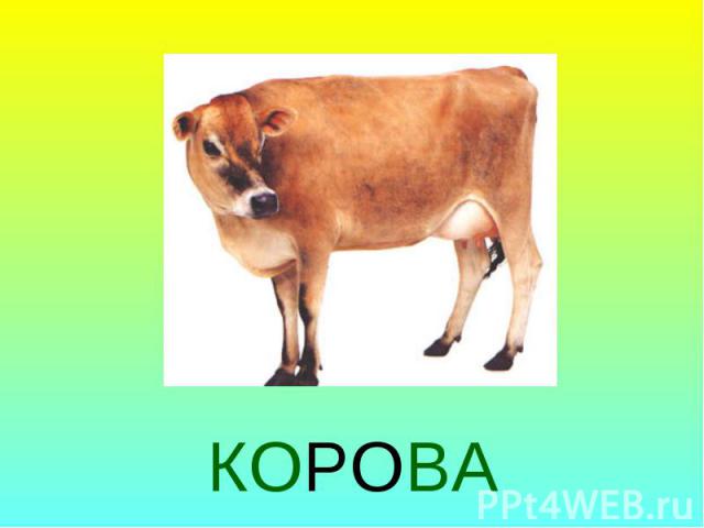 КОРОВА