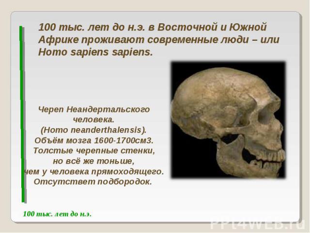 100 тыс. лет до н.э. в Восточной и Южной Африке проживают современные люди – или Homo sapiens sapiens.Череп Неандертальского человека.(Homo neanderthalensis).Объём мозга 1600-1700см3.Толстые черепные стенки,но всё же тоньше,чем у человека прямоходящ…