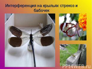 Интерференция на крыльях стрекоз и бабочек