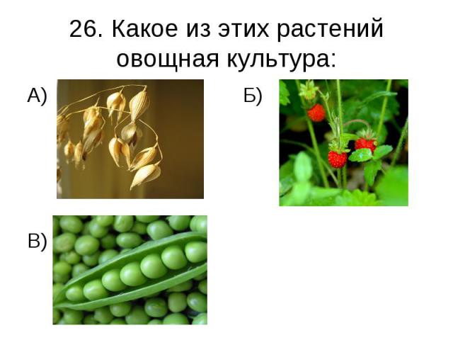 26. Какое из этих растений овощная культура: