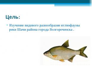 Цель: Изучение видового разнообразия ихтиофауны реки Шачи района города Волгореч