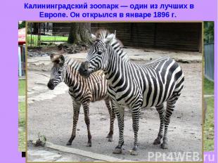 Калининградский зоопарк — один из лучших в Европе. Он открылся в январе 1896 г.