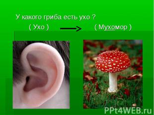 У какого гриба есть ухо ? ( Ухо ) ( Мухомор )