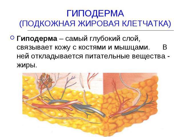 ГИПОДЕРМА(ПОДКОЖНАЯ ЖИРОВАЯ КЛЕТЧАТКА) Гиподерма – самый глубокий слой, связывает кожу с костями и мышцами. В ней откладывается питательные вещества - жиры.
