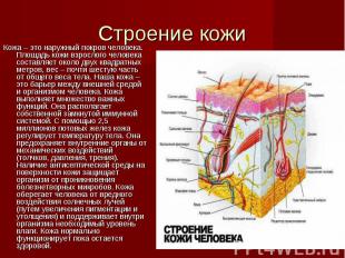 Строение кожи Кожа – это наружный покров человека. Площадь кожи взрослого челове