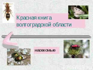 Красная книга волгоградской области насекомые