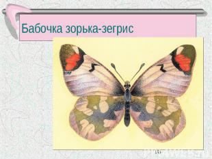 Бабочка зорька-зегрис