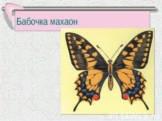 Бабочка махаон