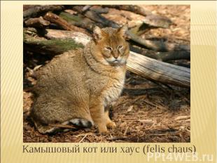 Камышовый кот или хаус (felis chaus)