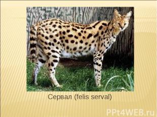 Сервал (felis serval)