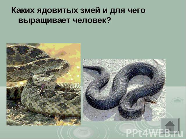 Каких ядовитых змей и для чего выращивает человек?