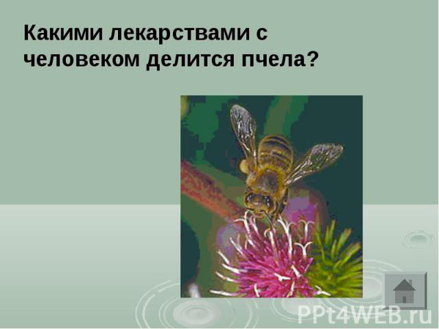 Какими лекарствами с человеком делится пчела?