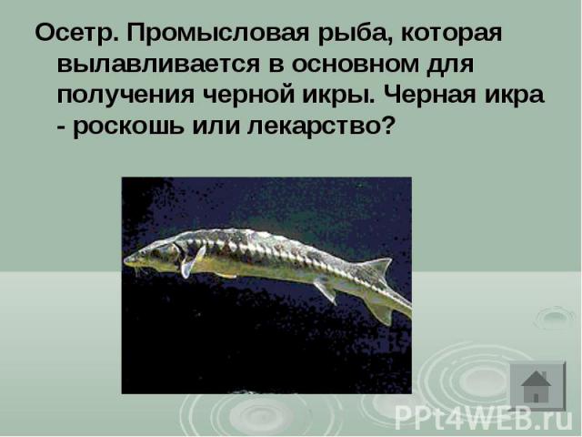 Осетр. Промысловая рыба, которая вылавливается в основном для получения черной икры. Черная икра - роскошь или лекарство?