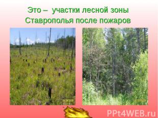 Это – участки лесной зоны Ставрополья после пожаров