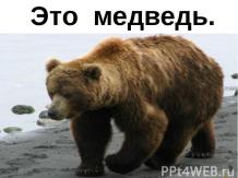 Это медведь