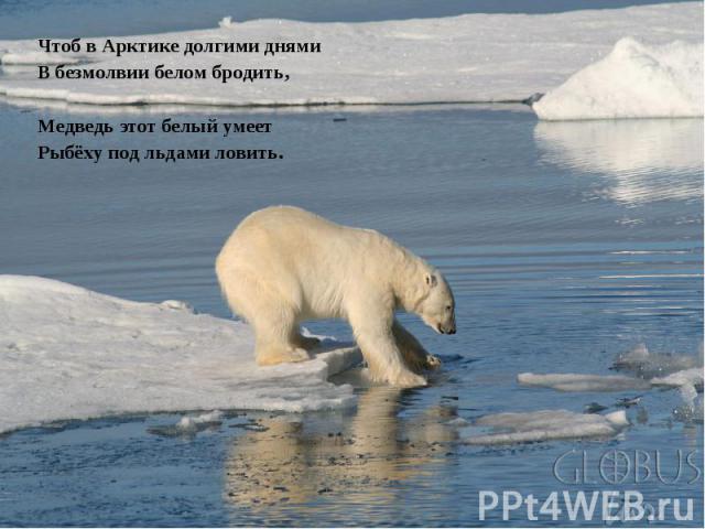 Чтоб в Арктике долгими днямиВ безмолвии белом бродить,Медведь этот белый умеетРыбёху под льдами ловить.