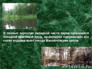 В лесных зарослях западной части парка сохранился большой красивый пруд, на верш