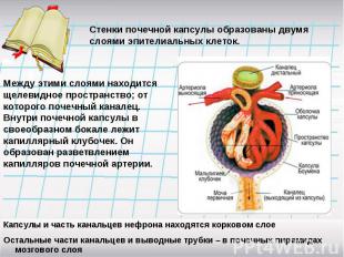 Стенки почечной капсулы образованы двумя слоями эпителиальных клеток.Между этими