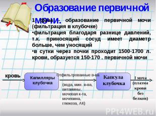 Образование первичной мочи. 1 фаза - образование первичной мочи (фильтрация в кл