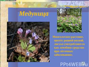 Медуница Многолетнее растение, цветёт ранней весной, листья употребляются как ле