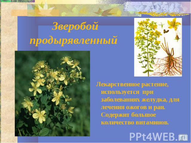 Зверобой продырявленный Лекарственное растение, используется при заболеваниях желудка, для лечения ожогов и ран. Содержит большое количество витаминов.
