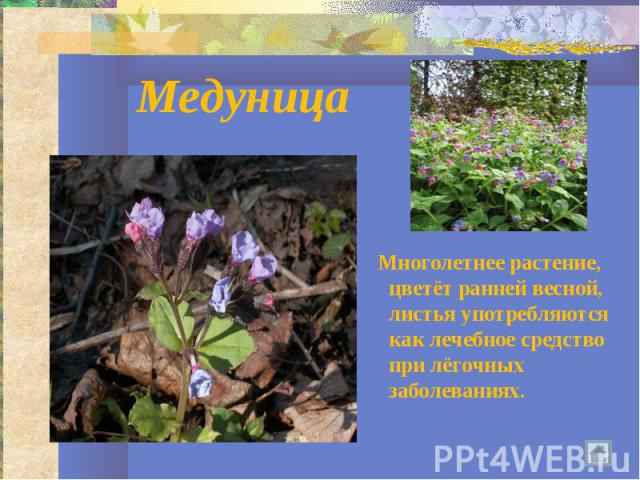 Медуница Многолетнее растение, цветёт ранней весной, листья употребляются как лечебное средство при лёгочных заболеваниях.