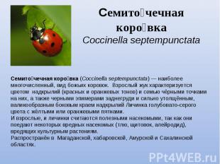 Семиточечная коровкаCoccinella septempunctata Семиточечная коровка (Coccinella s