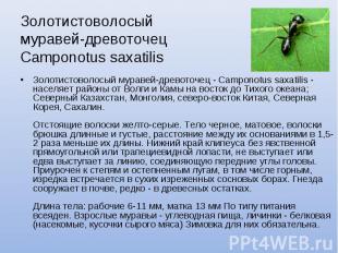 Золотистоволосый муравей-древоточец Camponotus saxatilis Золотистоволосый мураве