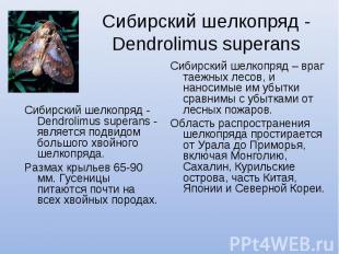 Сибирский шелкопряд - Dendrolimus superans Сибирский шелкопряд - Dendrolimus sup