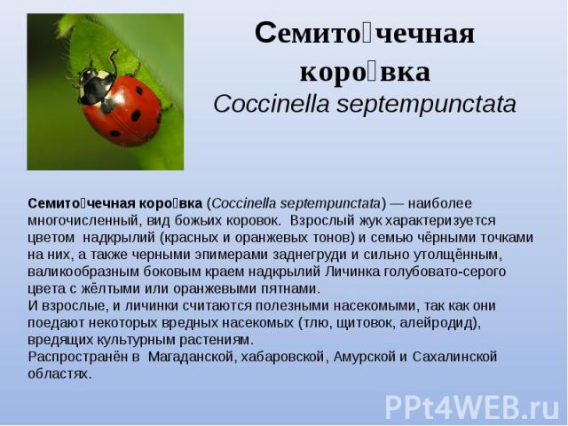 Семиточечная коровкаCoccinella septempunctata Семиточечная коровка (Coccinella septempunctata) — наиболее многочисленный, вид божьих коровок. Взрослый жук характеризуется цветом надкрылий (красных и оранжевых тонов) и семью чёрными точками на них, а…